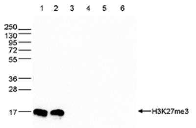 Western Blot: Histone H3 [Trimethyl Lys27] Antibody [NBP2-54614]